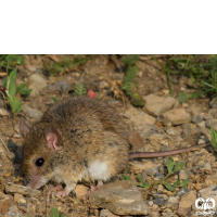 گونه موش صحرایی شیرازی Steppe Field Mouse  